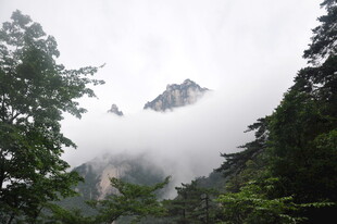 云雾缭绕的山林奇峰