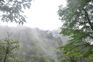 山林薄雾缭绕绿意盎然