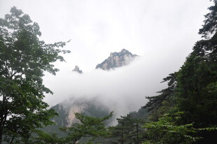 云雾缭绕中的山林景致