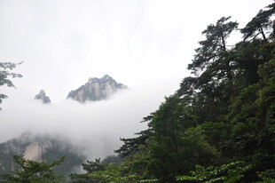 云雾缭绕的山林美景