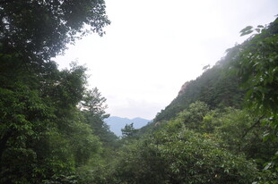 山间绿意盎然的茂密丛林