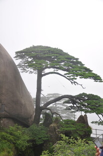 黄山迎客松景观