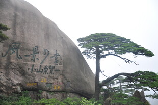 巨石旁的挺拔松树