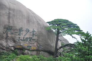 巨石旁的挺拔松树