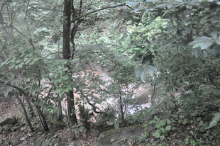 森林中的树木与繁茂植被