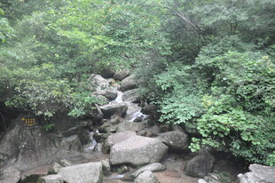 山间溪流穿林而过