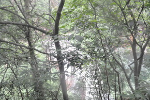 林间光影 静谧自然之景