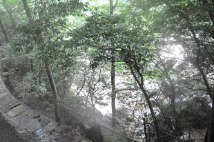 山林间的绿意景致