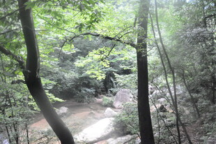 林间小道 绿意盎然的景致