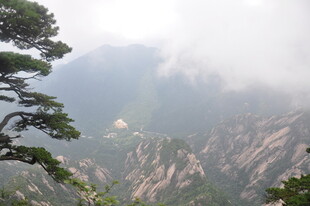 黄山云雾中的苍松美景