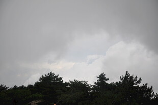 乌云笼罩下的树林