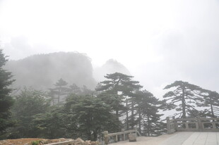 云雾缭绕的山间松林景色