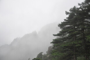 云雾缭绕中的苍松翠柏