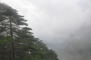 云雾缭绕中的山间松树