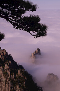 黄山云海中的奇松怪石