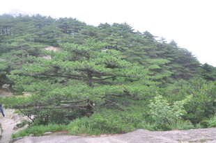 山林间葱郁的松树景观