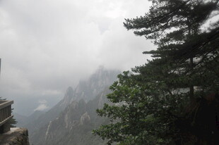 云雾缭绕的山间松树景色