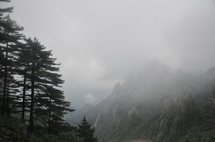 云雾缭绕的山林美景