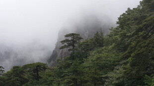 云雾缭绕的山林美景