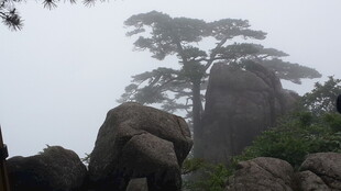 云雾中的黄山奇松怪石