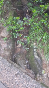 石缝中生长的绿色植物