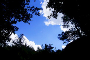 透过枝叶看蓝天