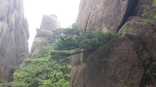 悬崖边生长的苍松