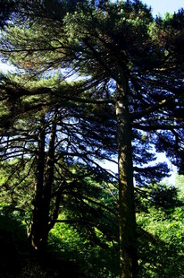 阳光洒落林间的松树林