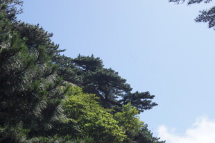 山林绿意 蓝天相伴