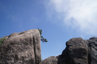 岩石间挺立的顽强小树