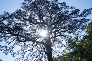 阳光下的挺拔松树