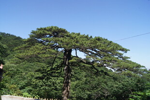 挺拔青松立于山间