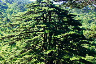 高耸入云的翠绿挺拔松树