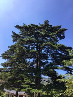 挺拔松树傲立蓝天之下