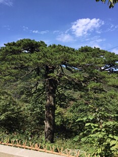 路边挺拔松树与葱郁植被