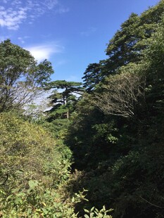 山林间的蓝天绿树美景