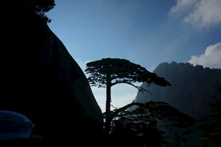 山间孤松挺立风光
