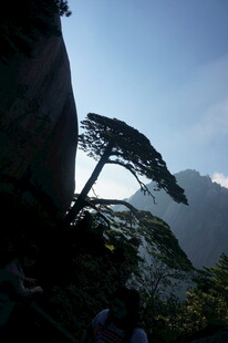 悬崖边的挺拔松树