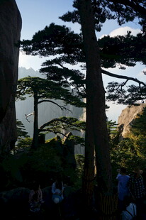 黄山美景中的挺拔松树