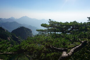 山巅青松 览壮丽山川景色