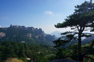 山间挺拔松树与秀丽山峦