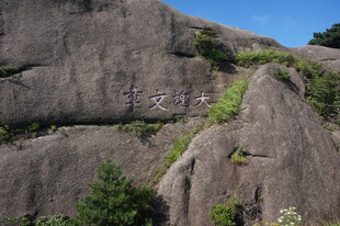 岩石上的绿植景观