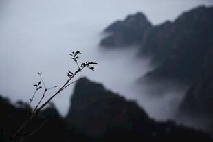 雾中远山与枝头景致