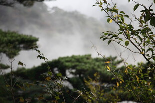 雾中葱郁山林景致