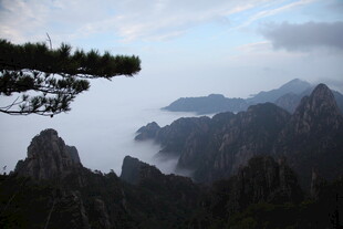 黄山云海中的奇松峻岭