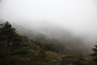 山间云雾缭绕的森林景色