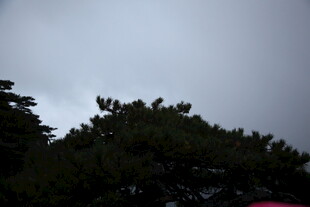 阴天中的树木景观