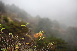 雾中植物景致