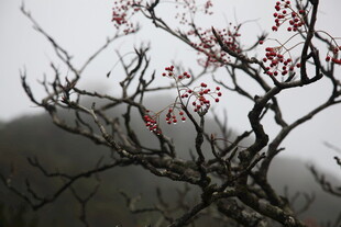 雾中红梅枝头绽放