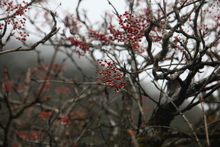 枝头红果映灰蒙天色